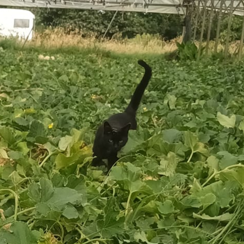 au fil des saisons ferme maraîchère