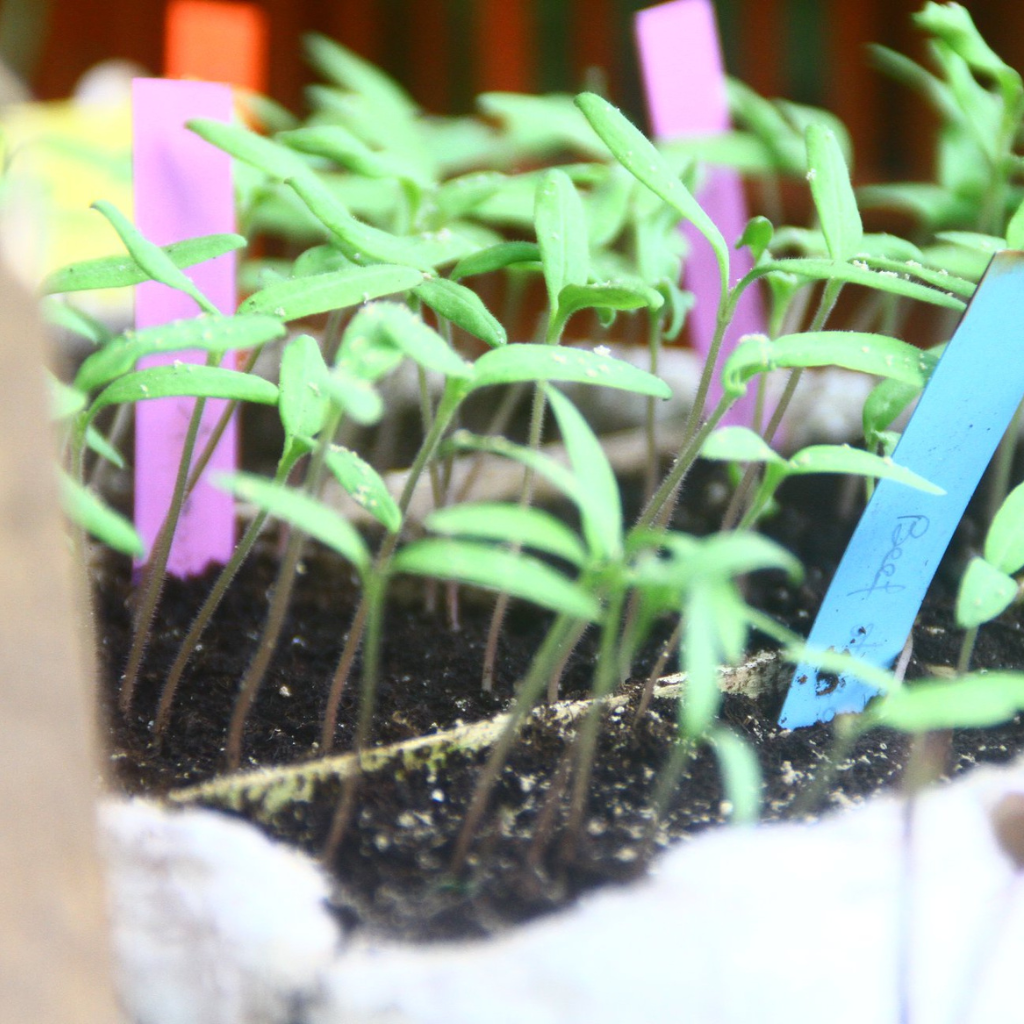 Au fil des saisons culture légumes ferme maraîchère